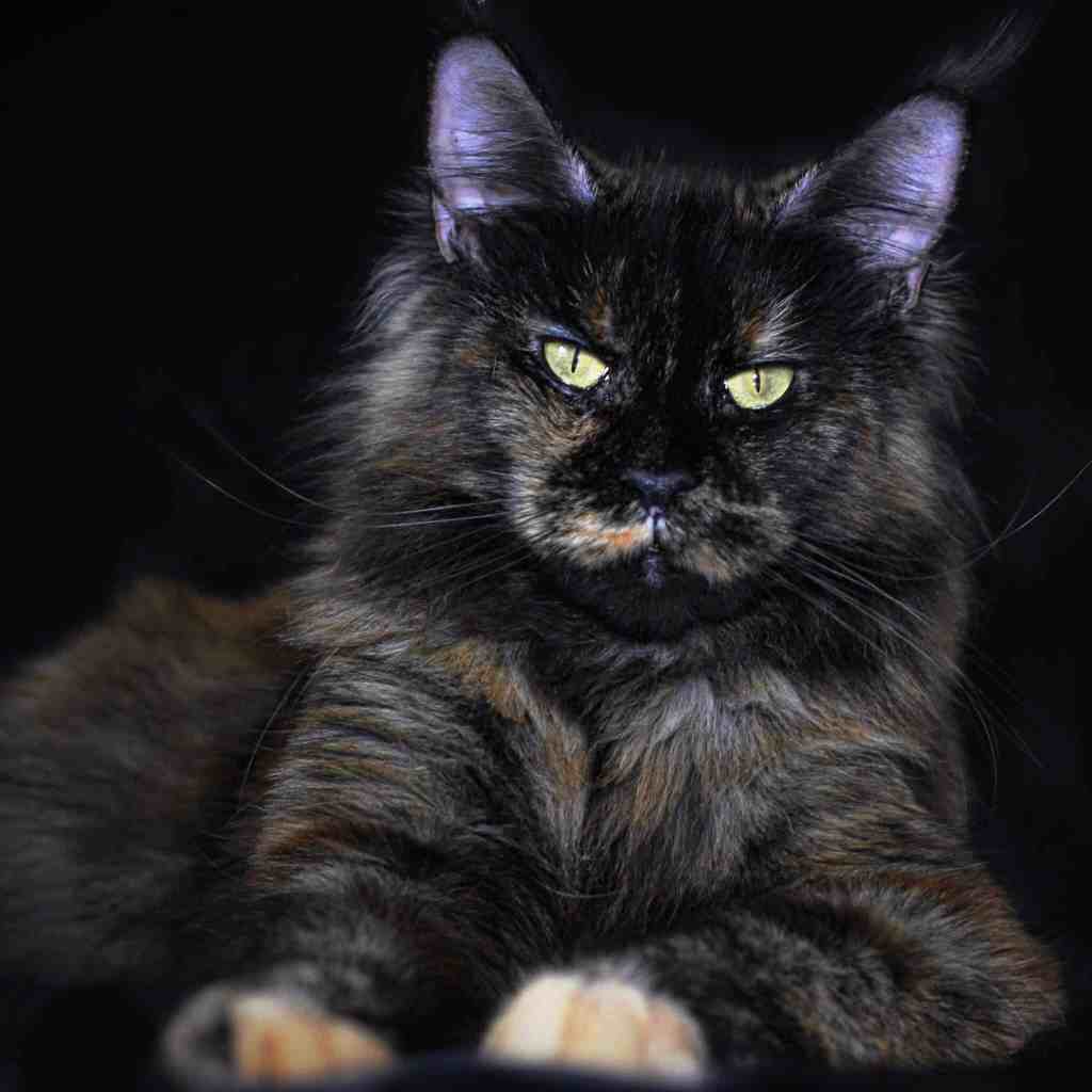 Maine Coon Breeders How To Choose the Very Best One