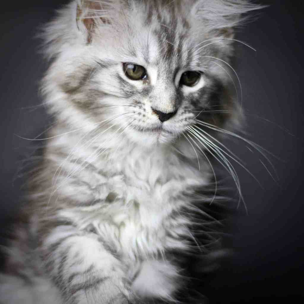 Maine Coon Kittens For Sale Beautiful, Big and Healthy Babies Maine Coon Kittens For Sale Beautiful, Big and Healthy Babies