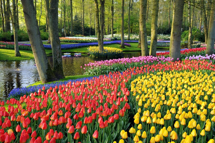 Aug 26, 2021 · sumber gambar: 9 Gambar Bunga Tulip yang Indah dan Menyejukkan Mata