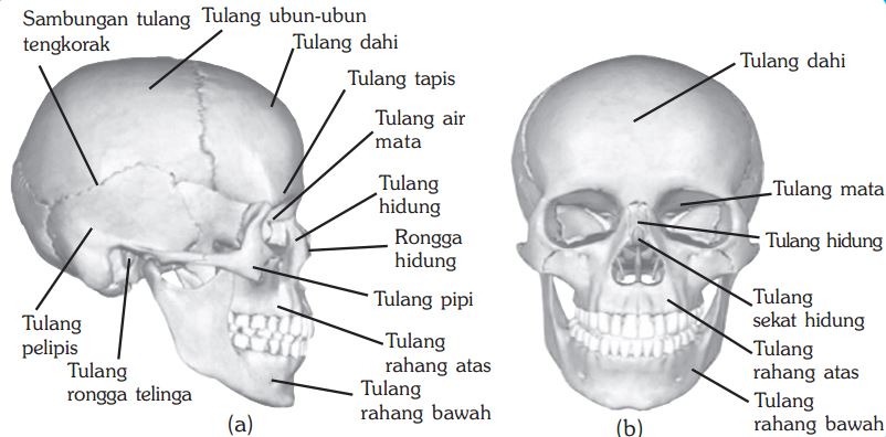 Tulang tengkorak, tulang badan, tulang anggota gerak. Gambar Kerangka Manusia Tengkorak Tubuh Dan Anggota Gerak