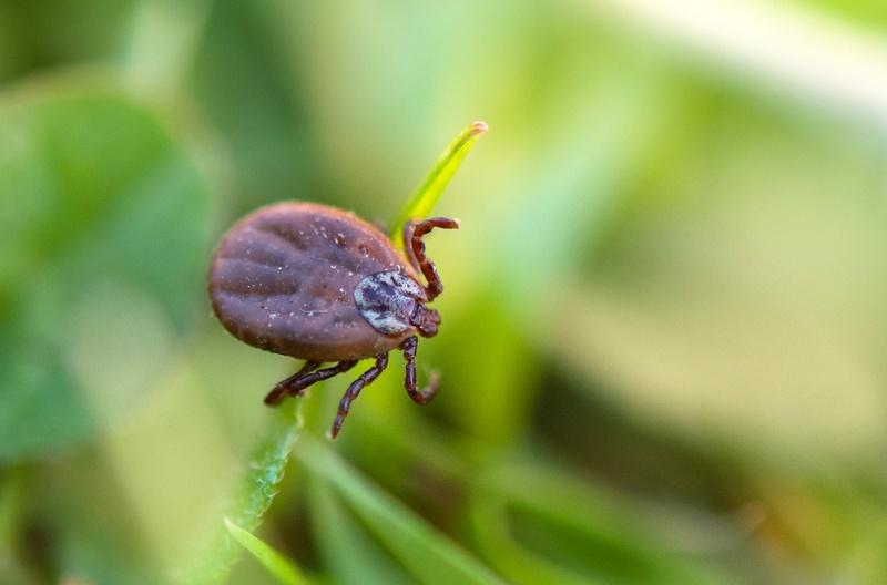 febre maculosa