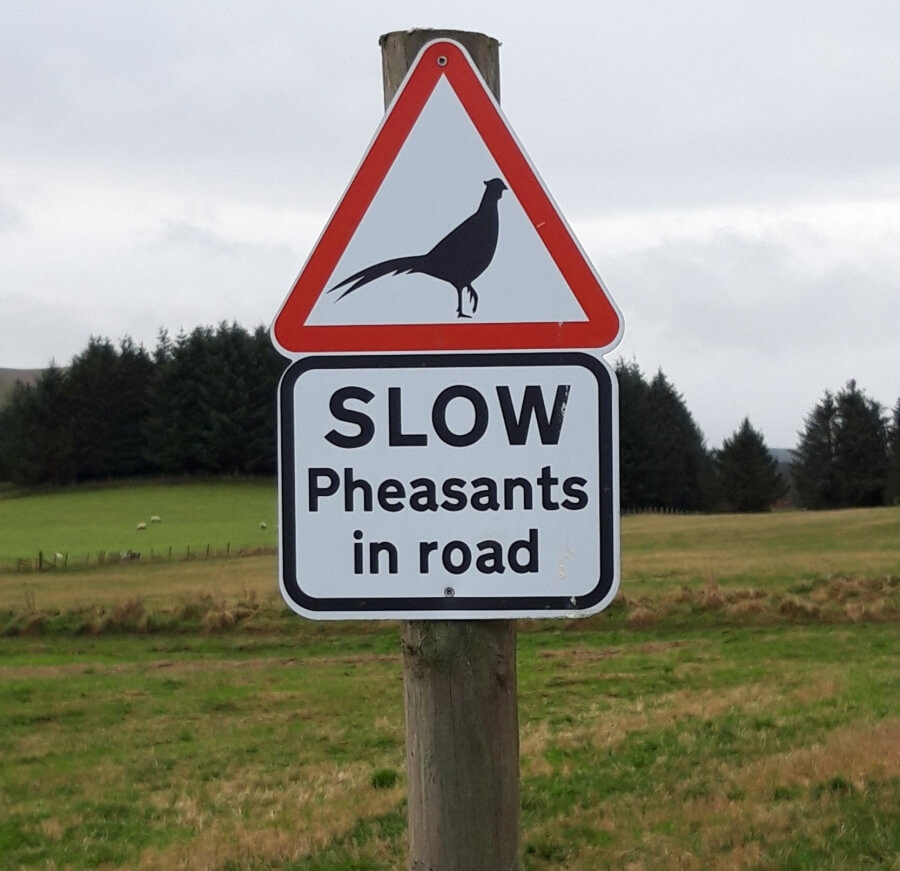 Road sign saying "Slow Pheasants in road."