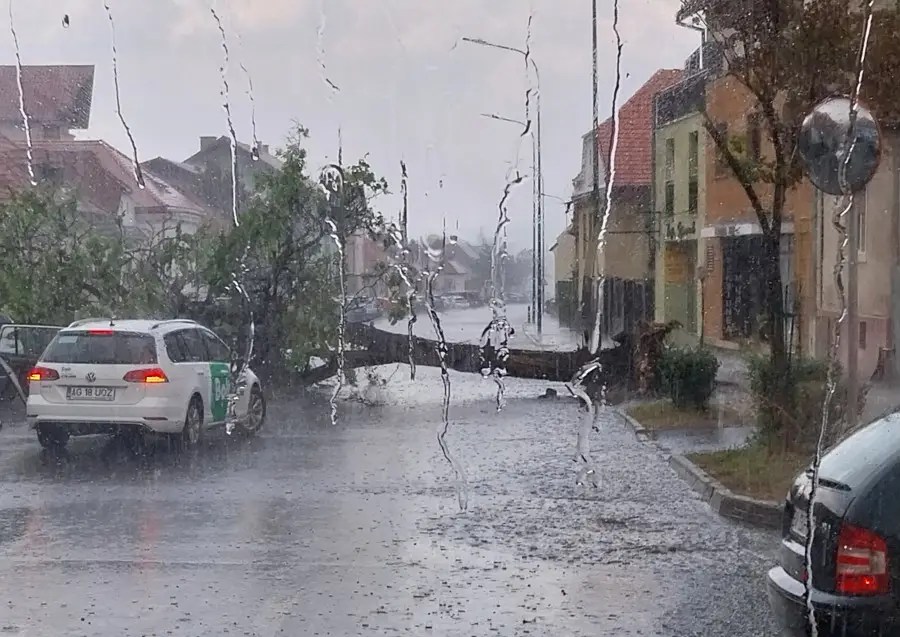 Tree down across street in heavy rain. Brasov, Romania.