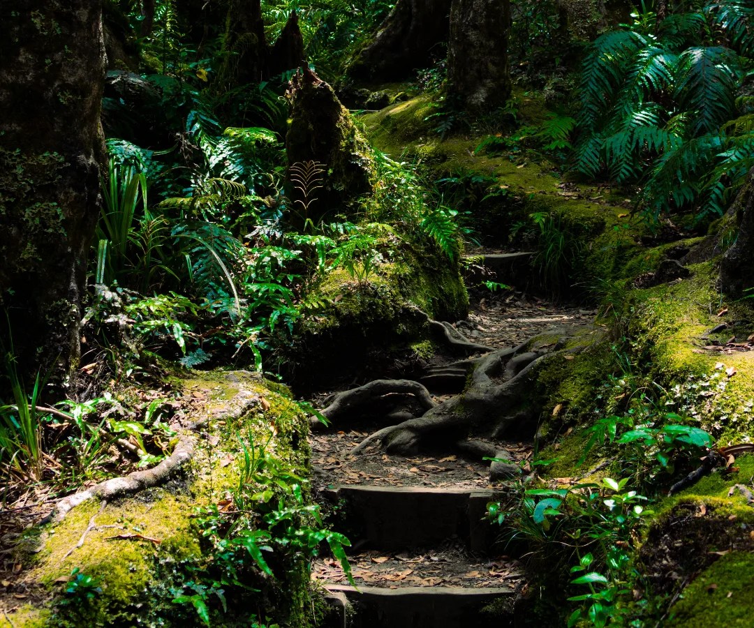 Narrow path winding through a lush green forest