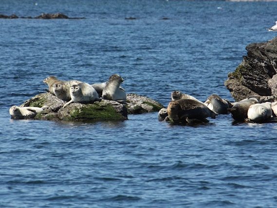 Seals-on-rocks-in-Newport-Harbor