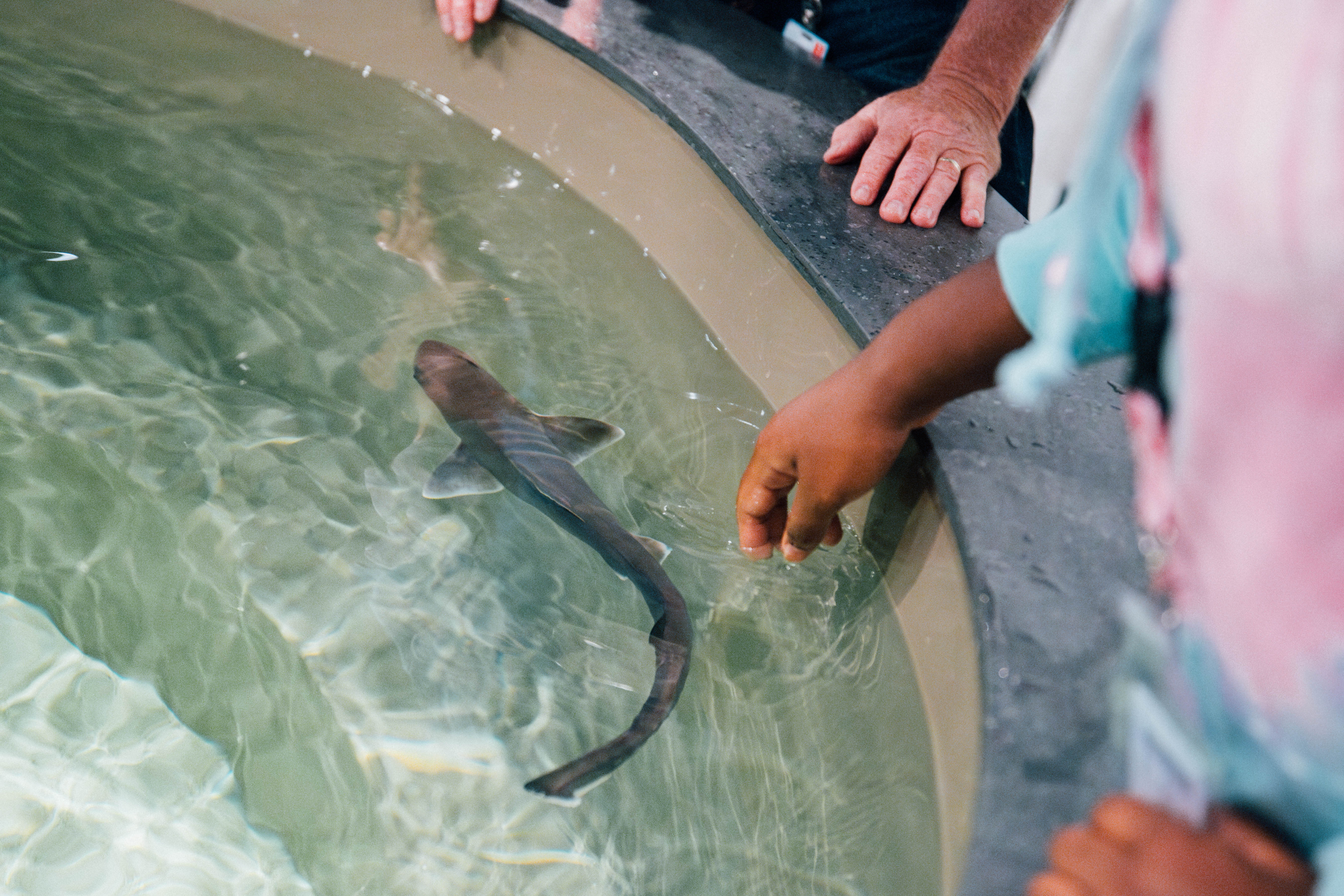 Sandy bottom habitat of Narragansett Bay