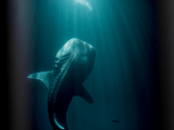 Issue1 Save Our Seas Foundation