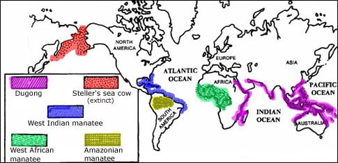 Amazonian Manatee Habitat Sirenmap 