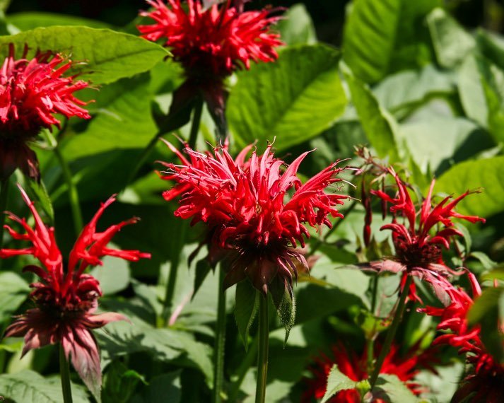 Monarde en fleur