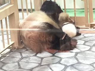 アドベンチャーワールドのパンダ