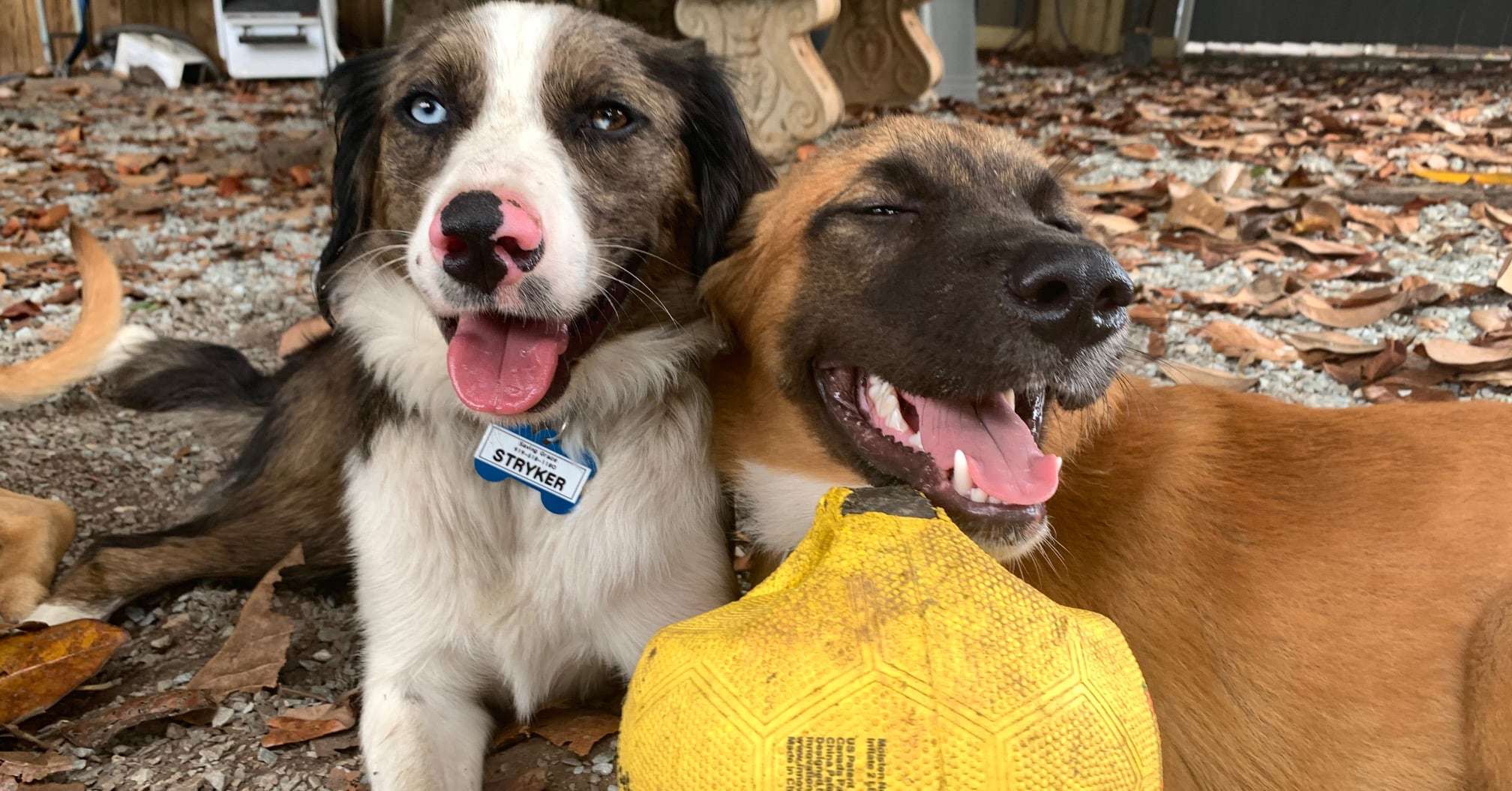 Can I Bring My Dog To Pick Up To Make Sure They Get Along Saving Grace Two Dogs One Ball 