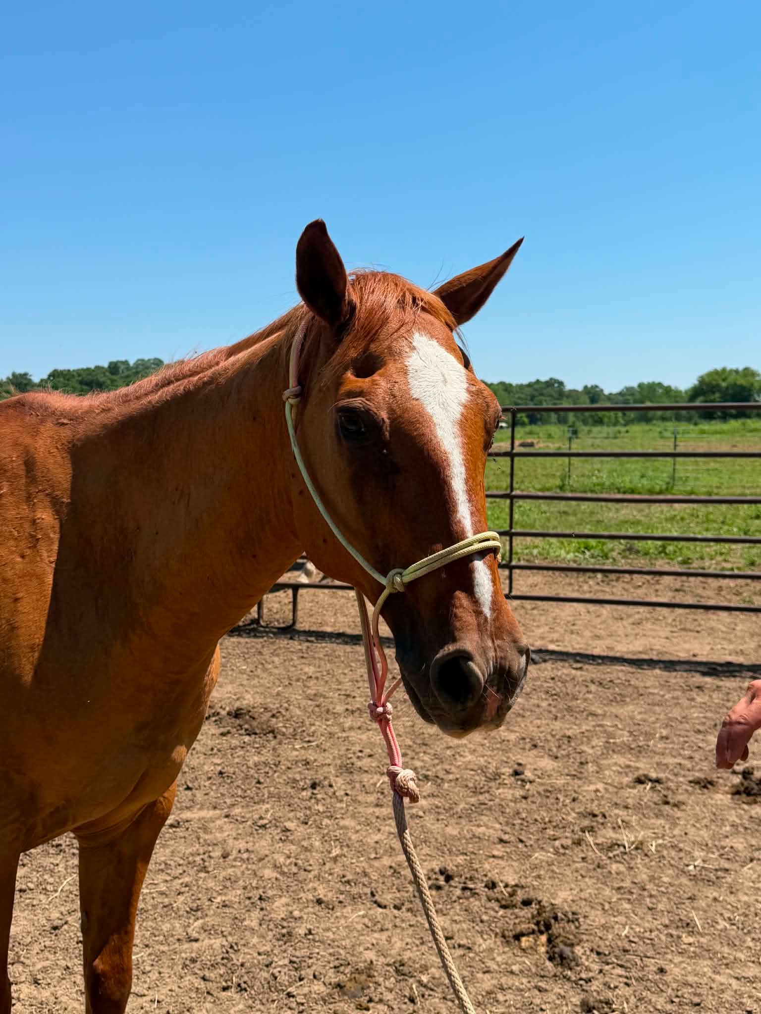 Tag 111 - 19 y/o Red Dun Gelding