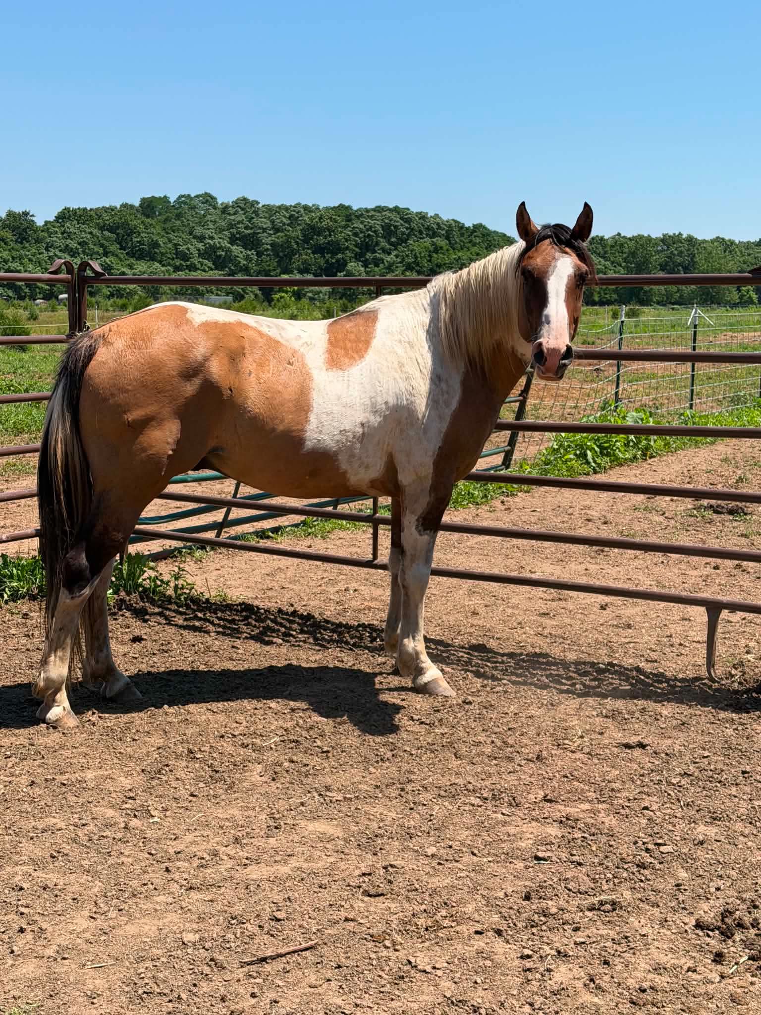 Tag 113 - Buckskin White Paint Gelding
