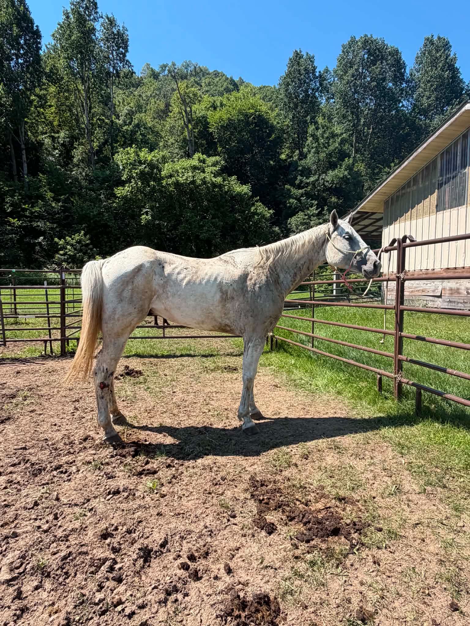 Urgent !!!! Tag 107 - 16 y/o Gelding
