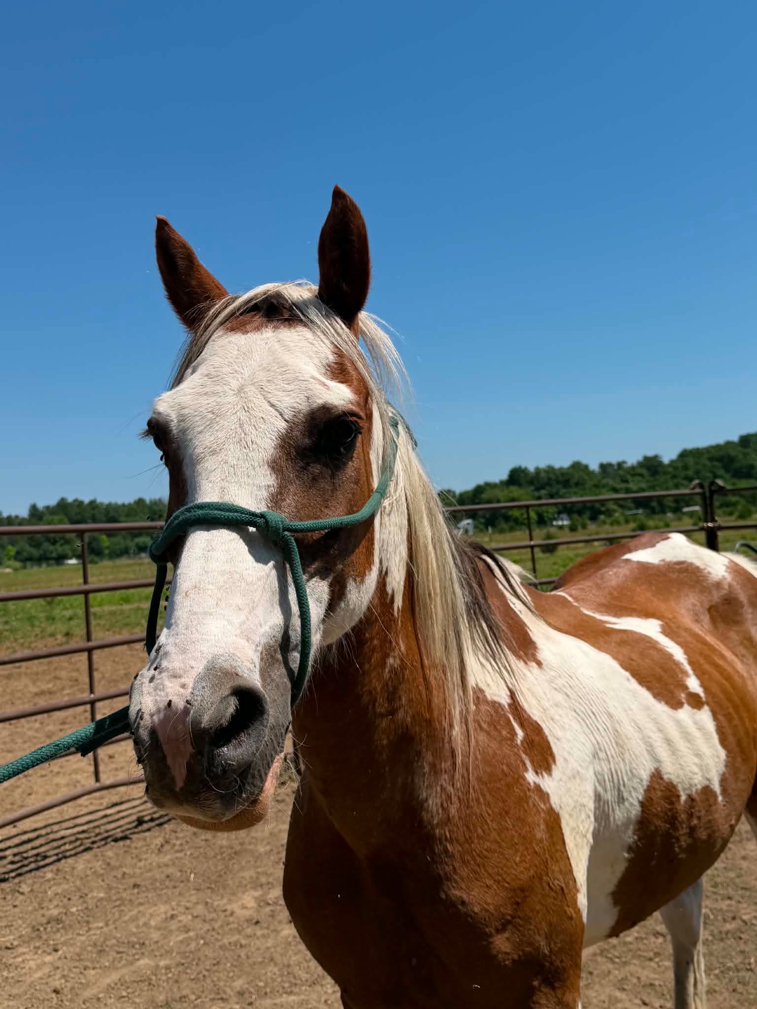 Tag 109 - 19 y/o Gelding