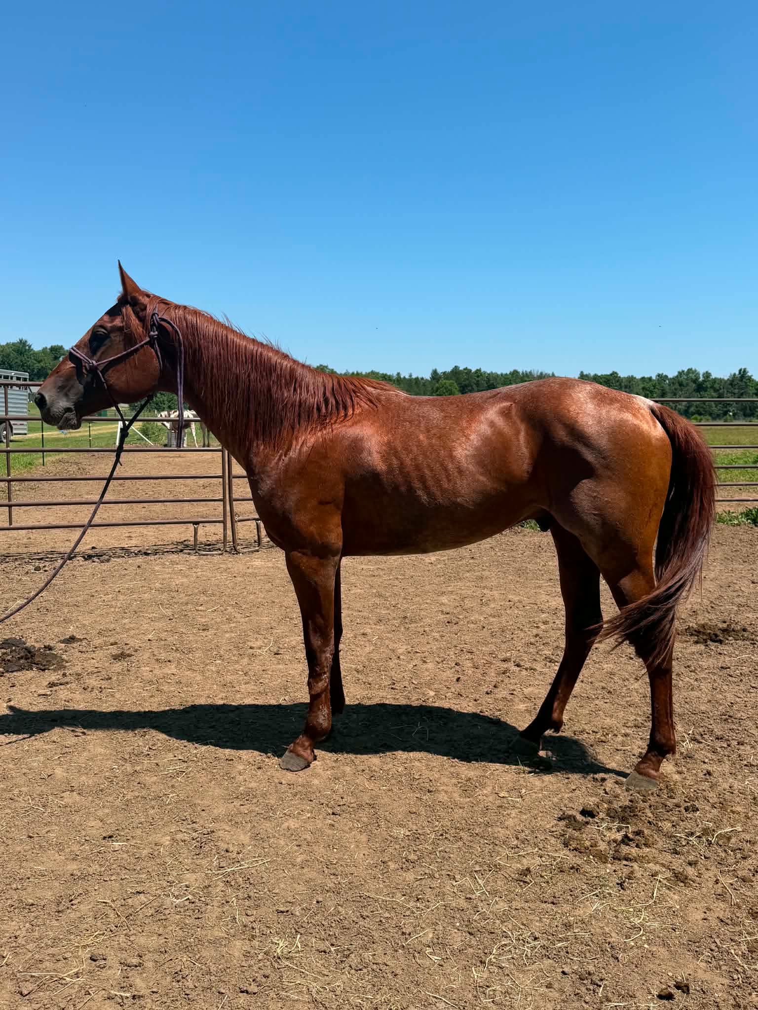 #110 3 y/o Red Roan Gelding