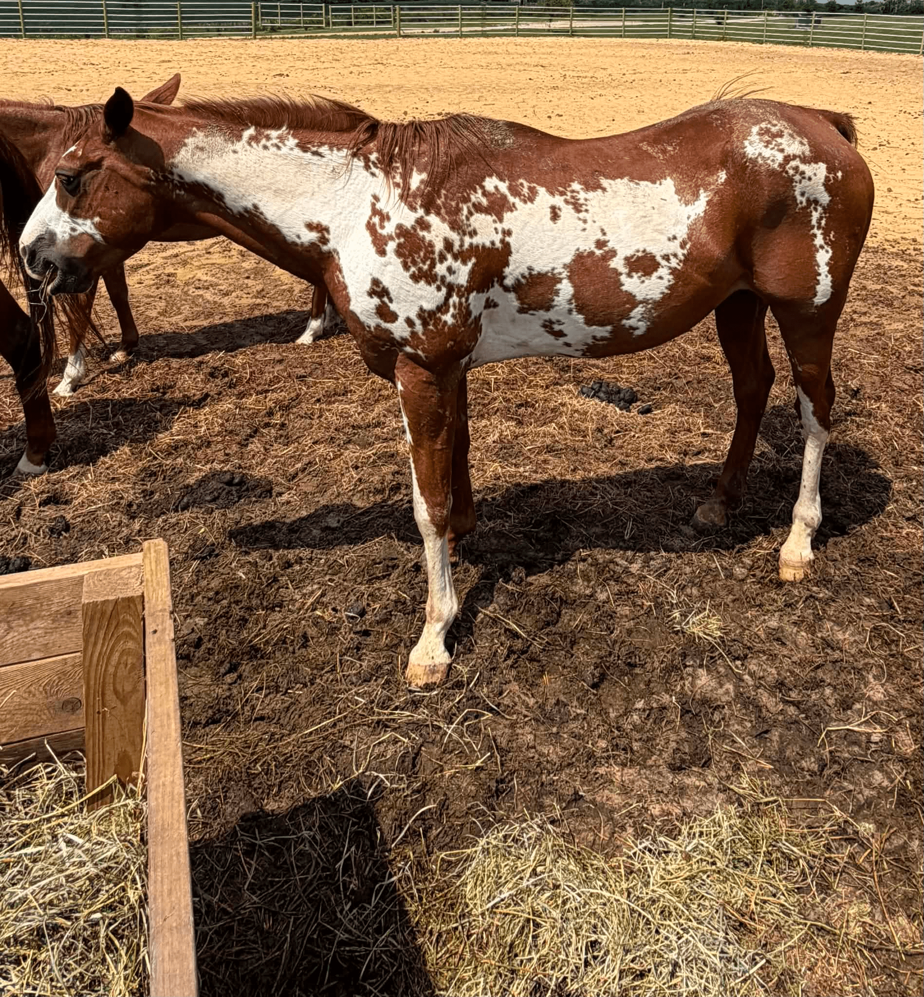 Tag #300 - Red and White Paint Gelding