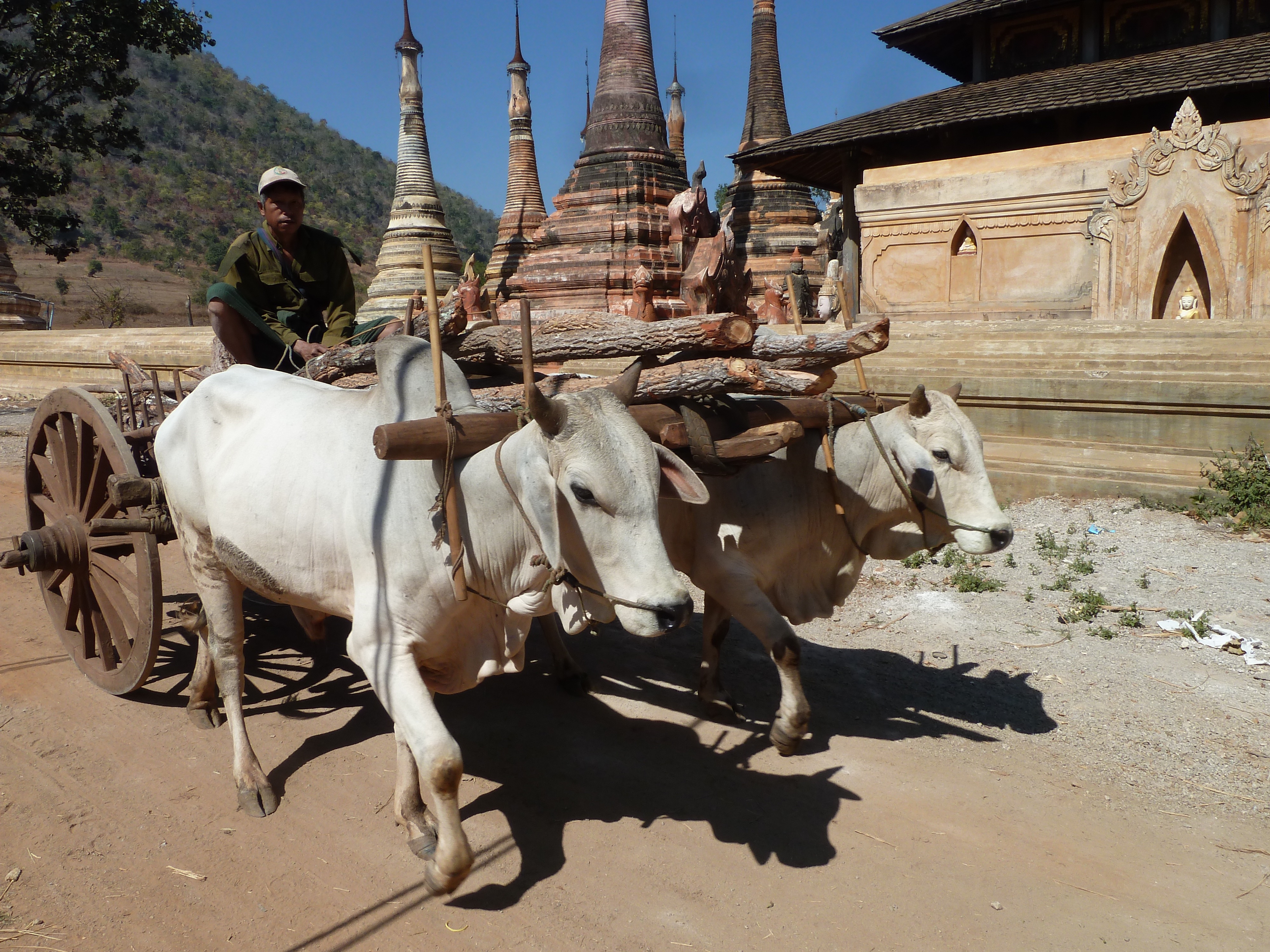Ox cart at pagoda
