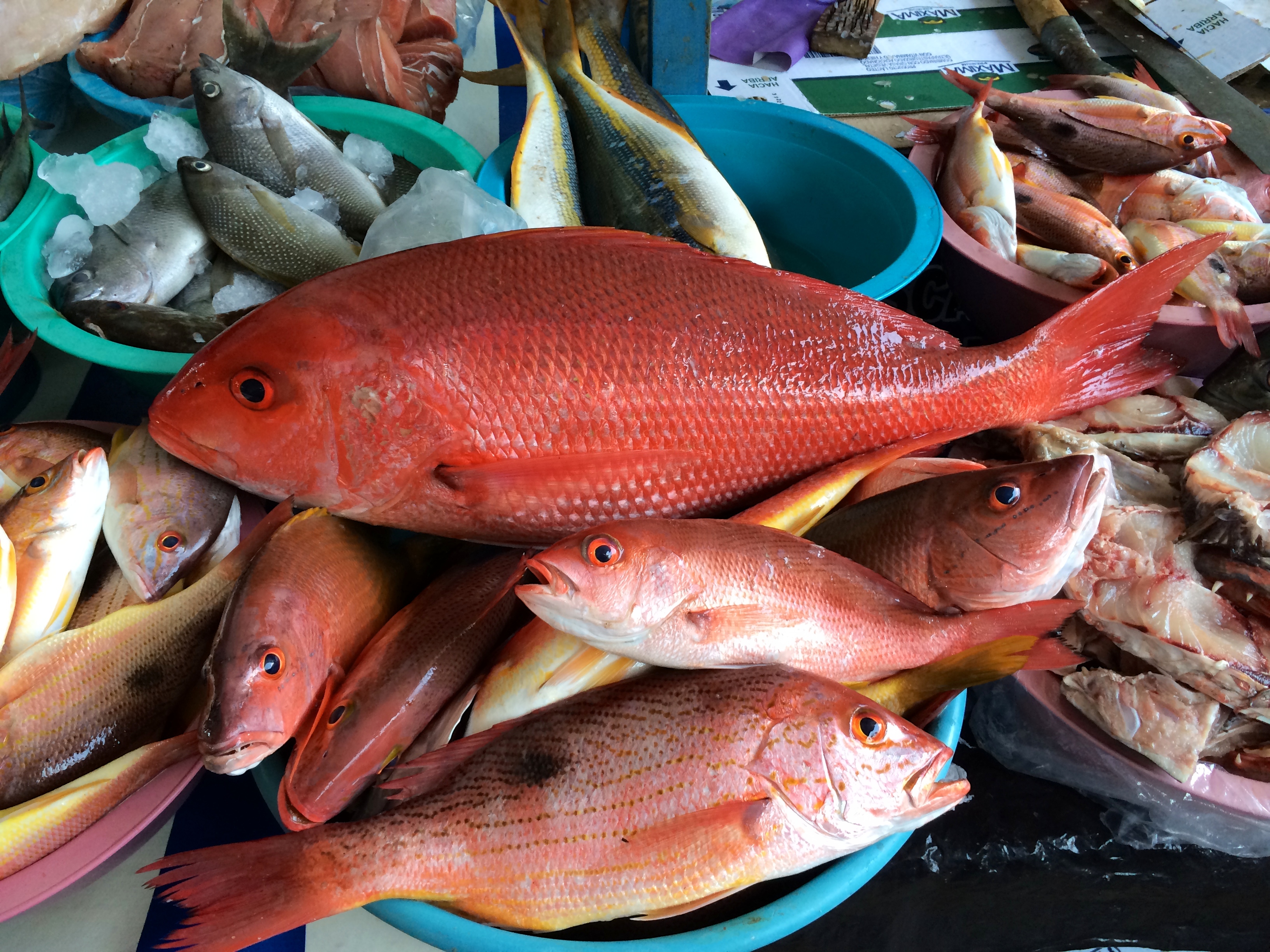 beautifully fresh snapper photo - Karen Anderson