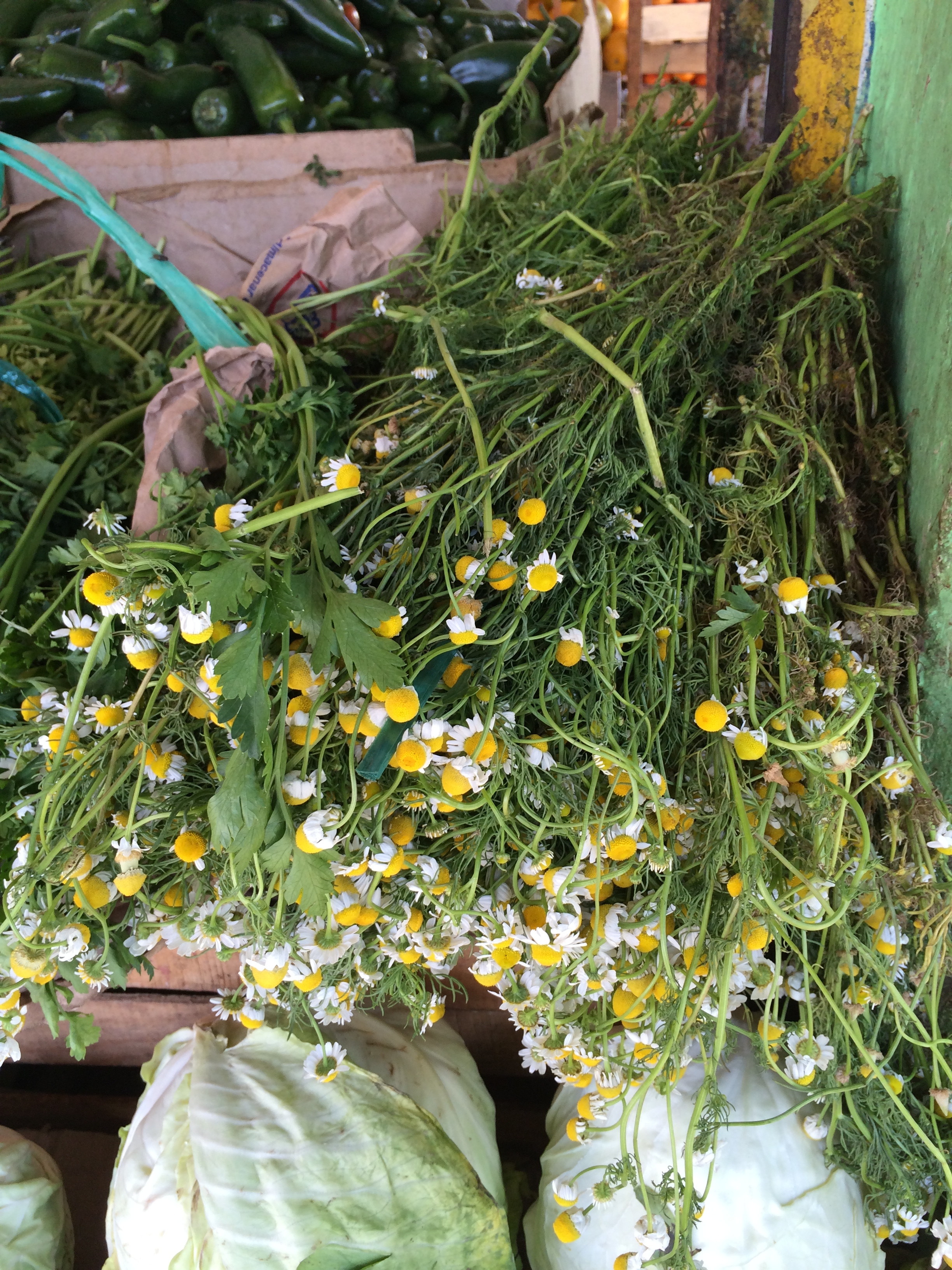 indigenous herbs photo - Karen Anderson