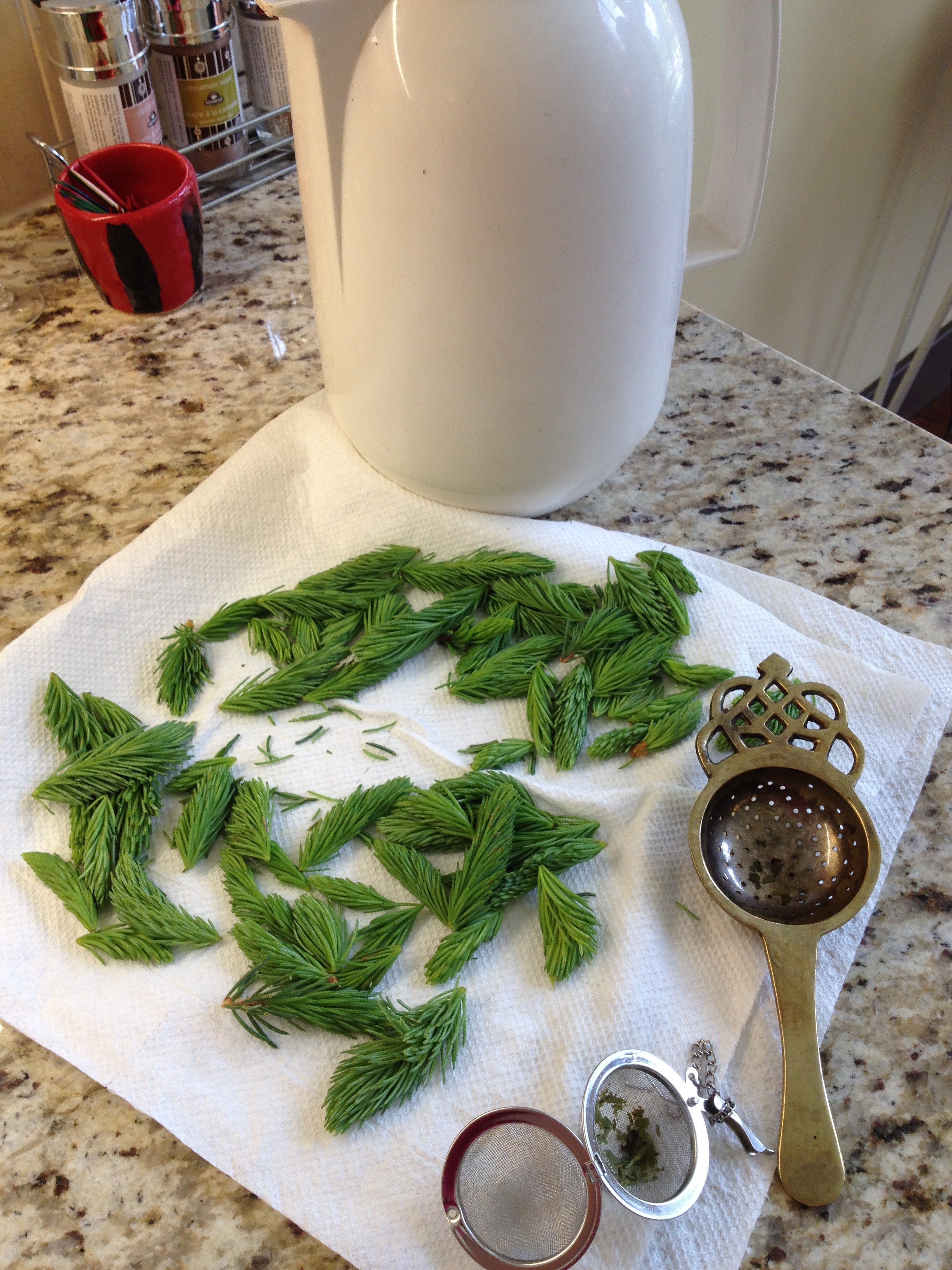 Spruce tips for tea - photo - Karen Anderson
