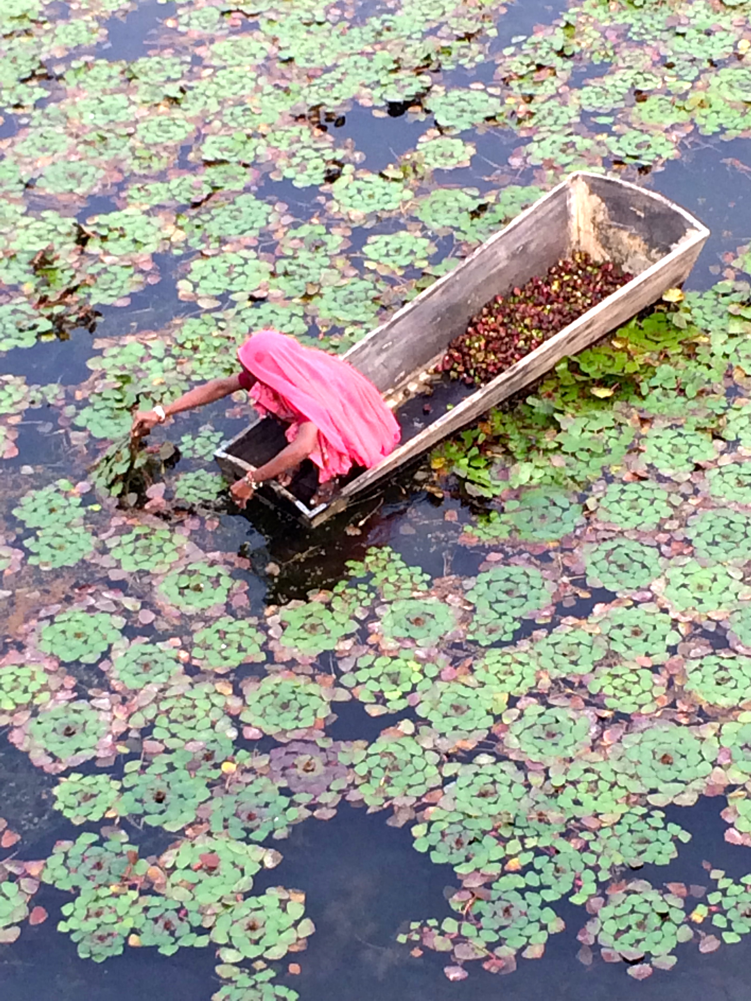 water chestnut farmer - photo - Karen Anderson