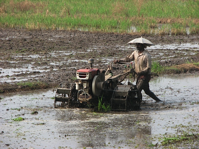 rice farmer - photo - Karen Anderson