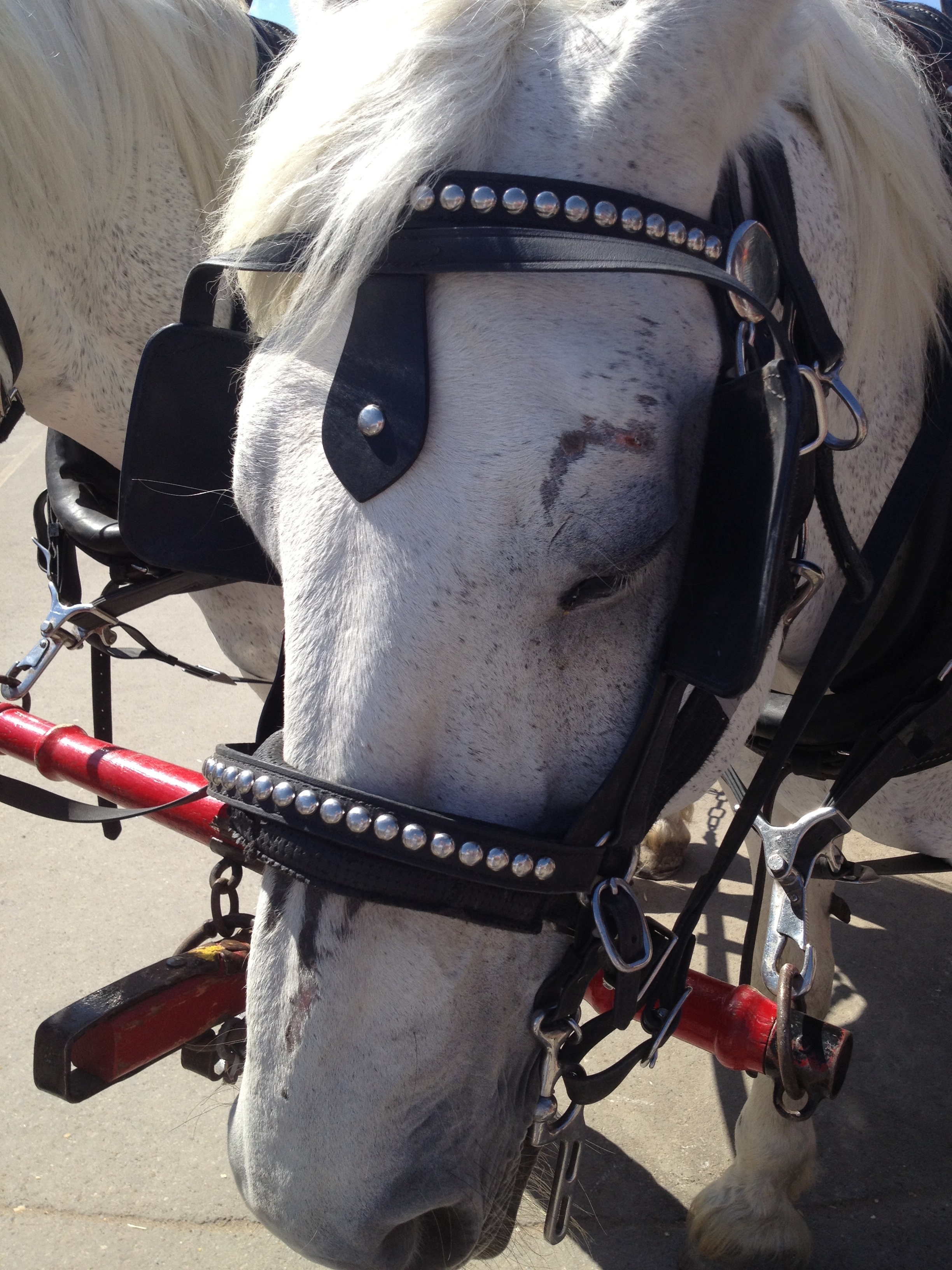 sleepy horse - photo - Karen Anderson