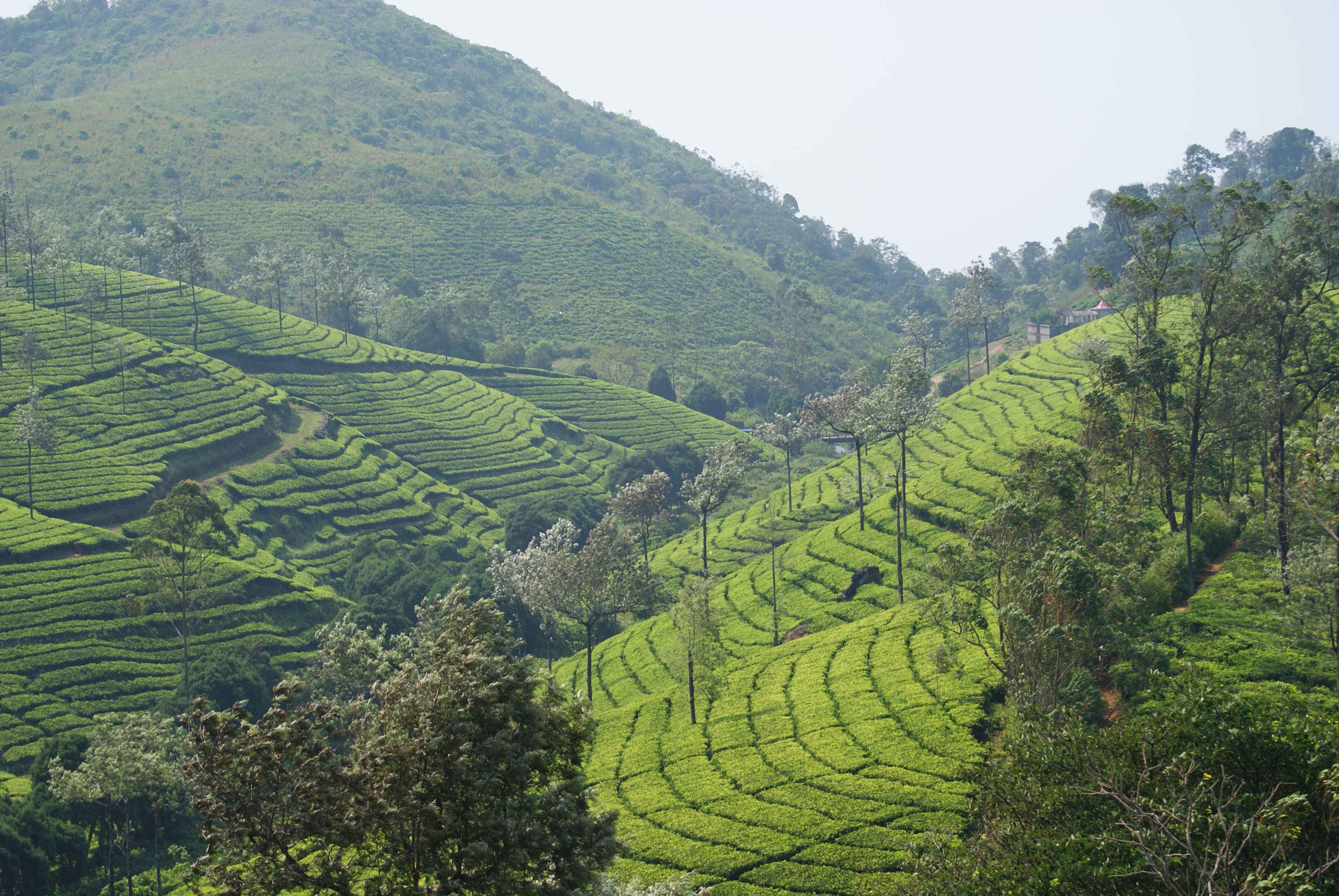 tea gardens - photo - Karen Anderson