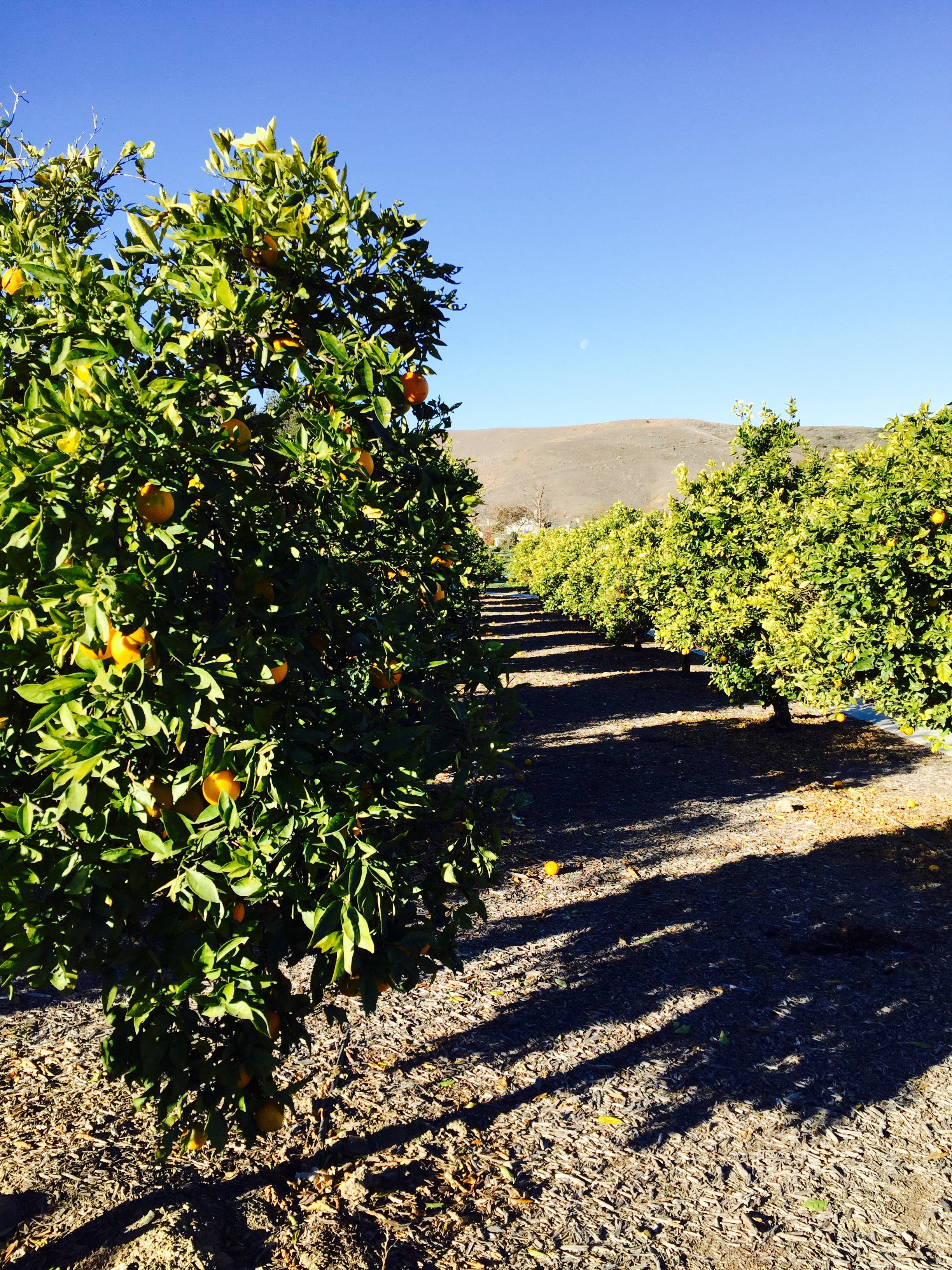 Orange County, California - photo - Karen Anderson