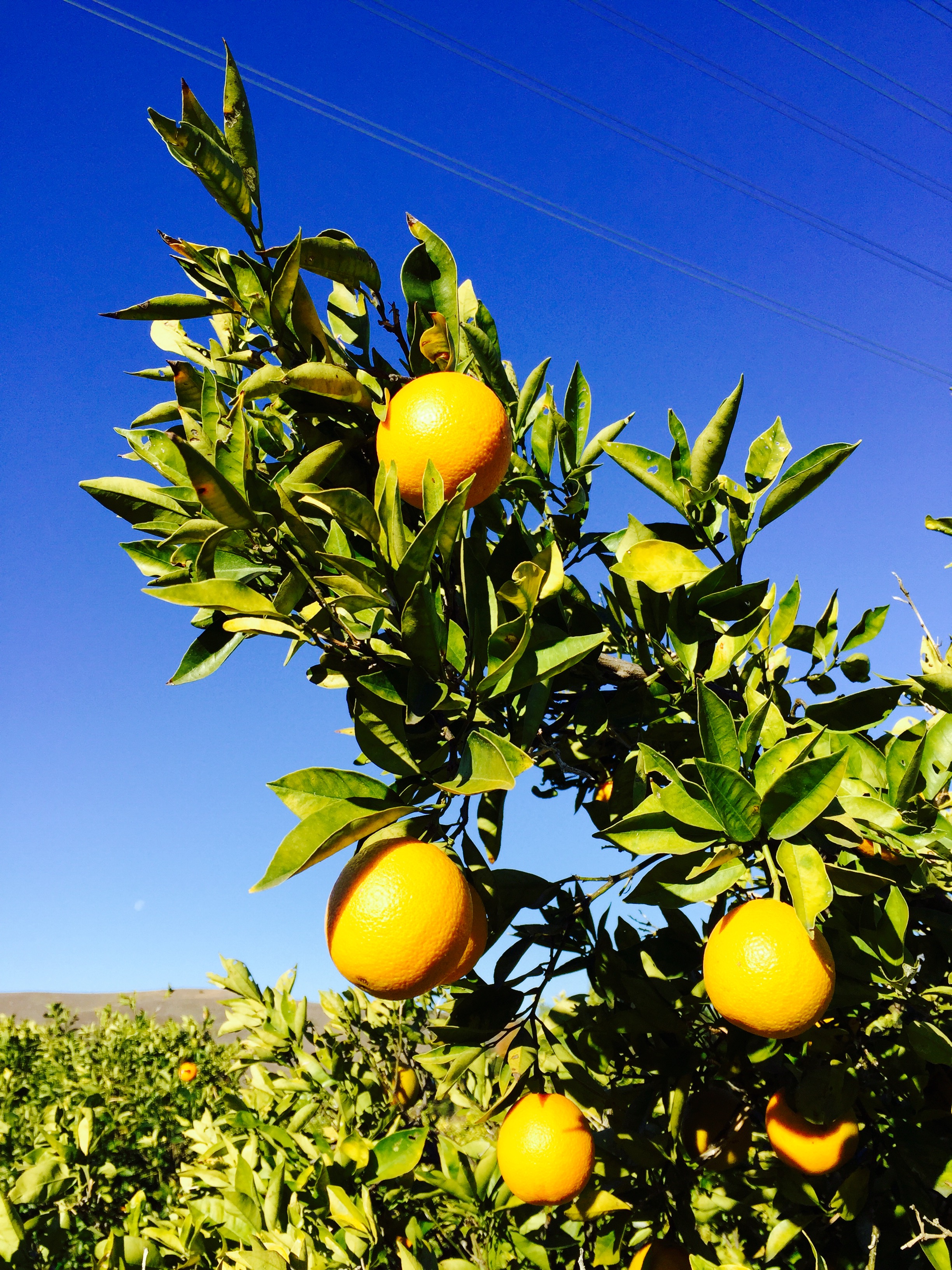 Oranges and Blue Skies in California - photo - Karen Anderson