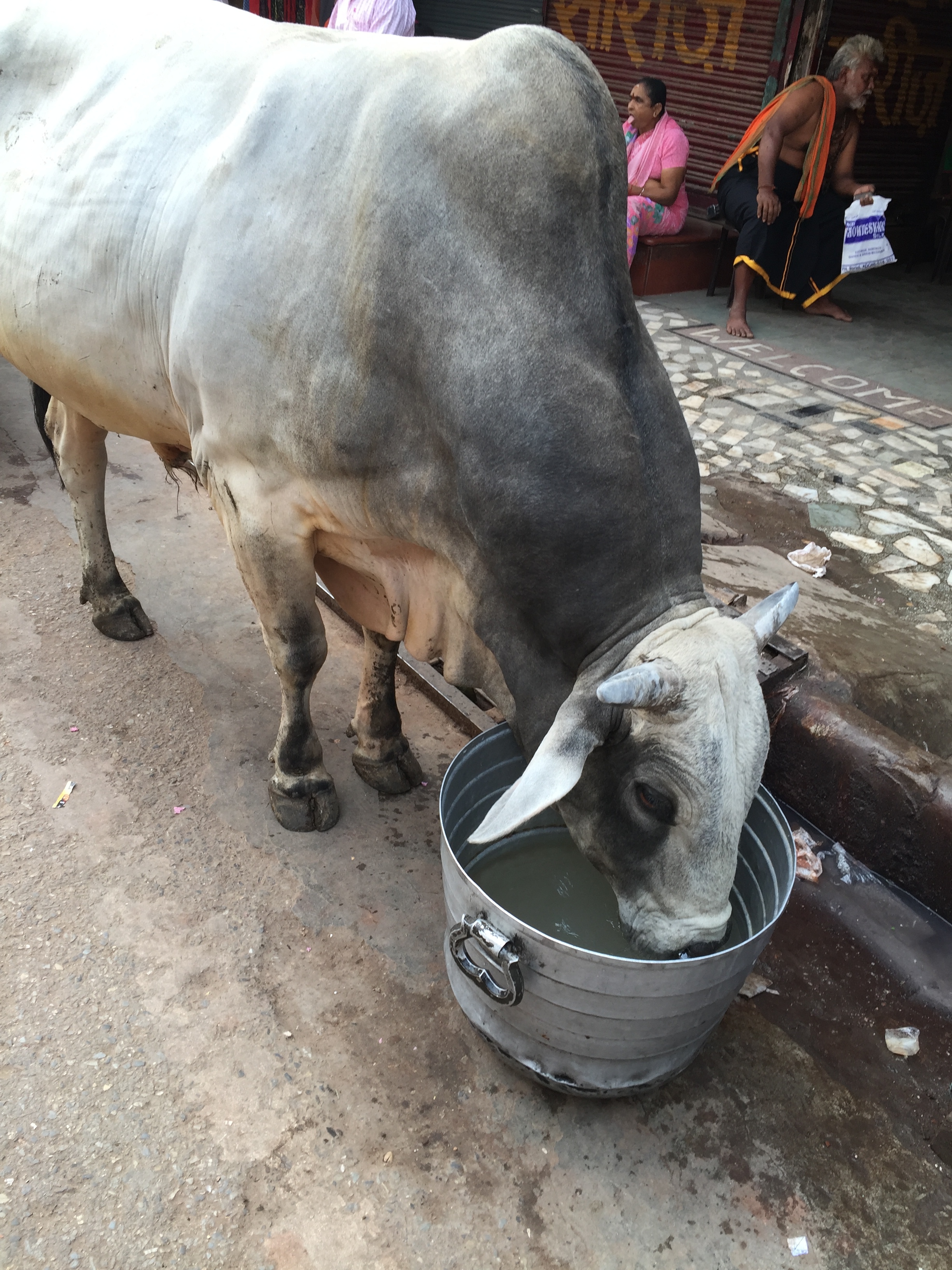 sacred cow - photo credit - Karen Anderson @savouritall