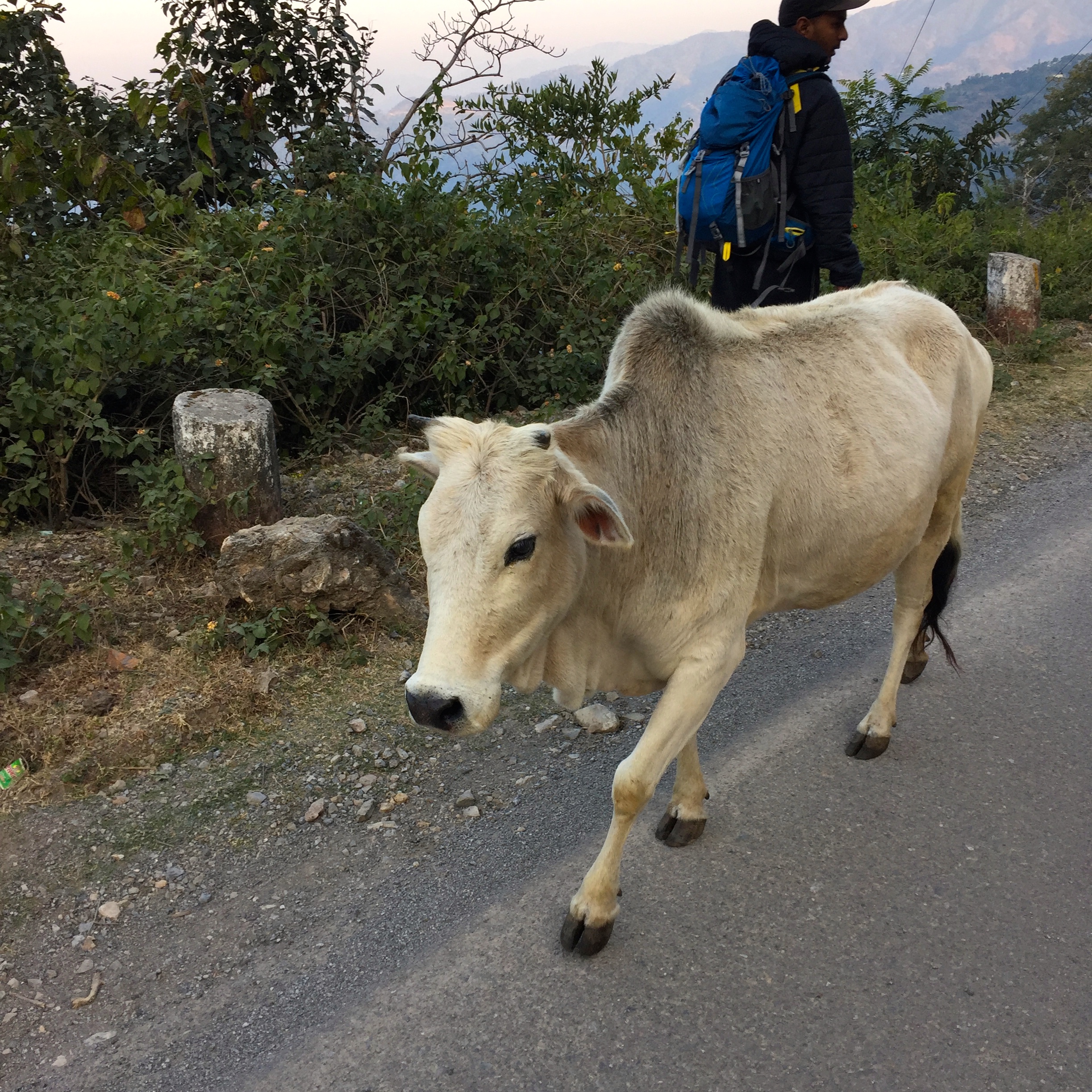 Sacred Cow India - photo credit - Karen Anderson