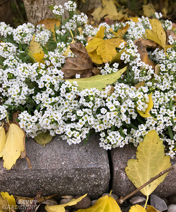 sweet alyssum in the fall