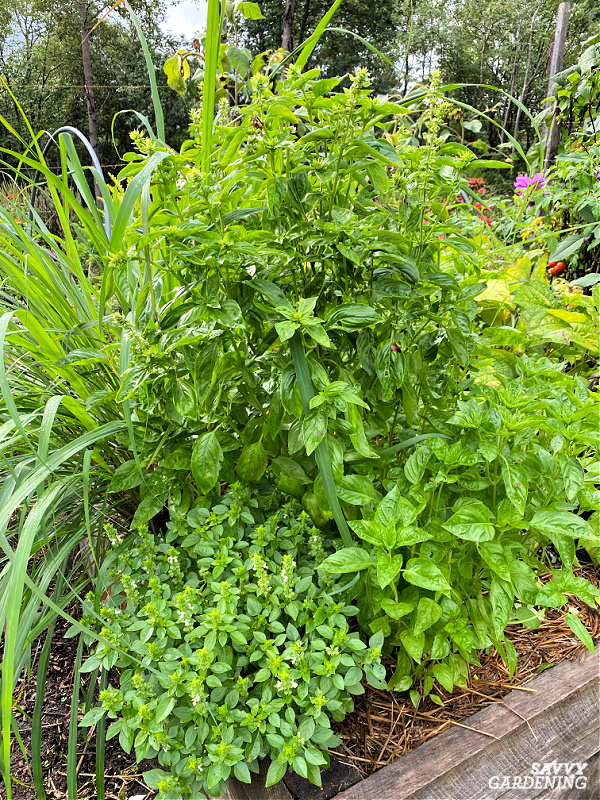 basil plants