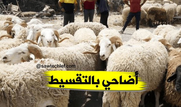 نقاط بيع الأضاحي “بالتقسيط” و إجراءات لكسر سماسرة السوق