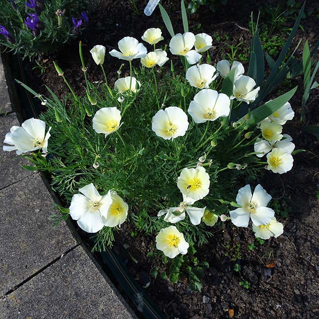 Eschscholtzia - Californian Poppy - Milky Way
