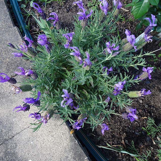 Lavendar - Violet Lace