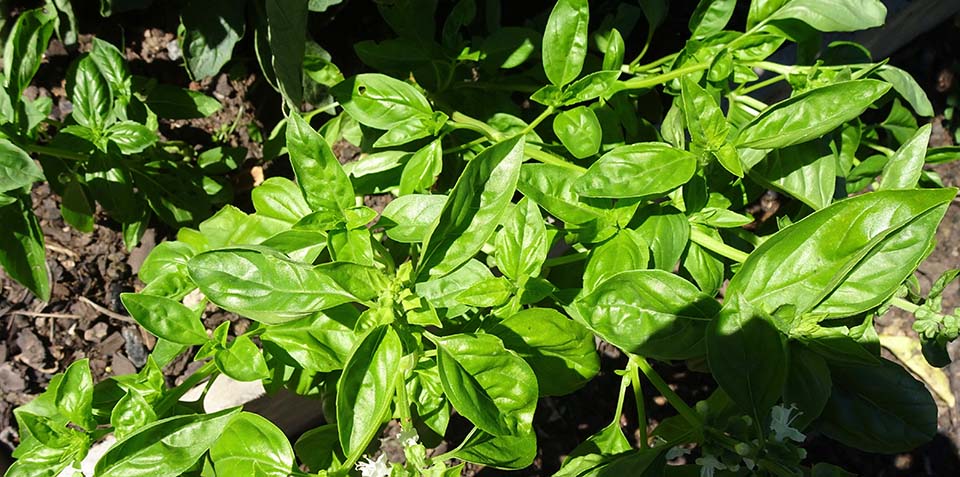 Basil