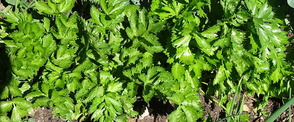 Celery