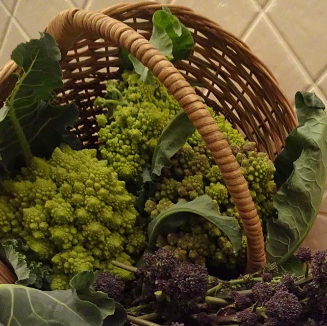 Freshly Picked Romanesco Broccoli