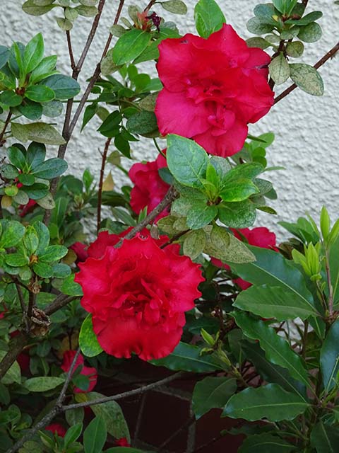 Azalea