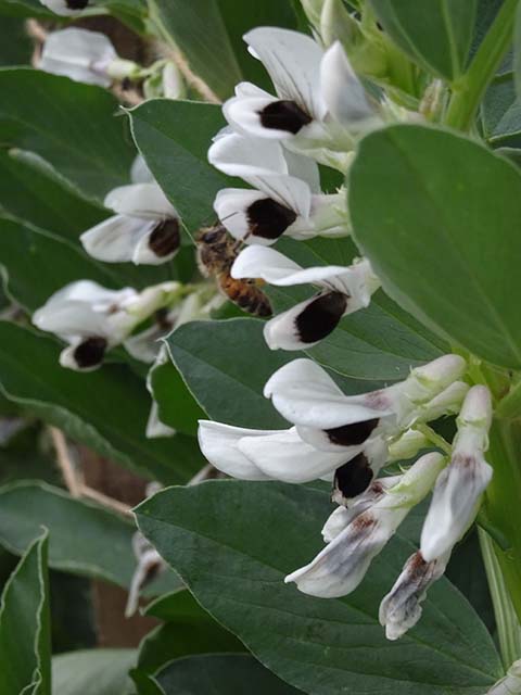 Broad bean flowers...