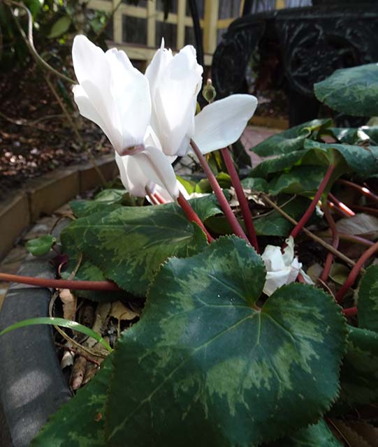 Cyclamen