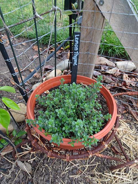 Lemon thyme