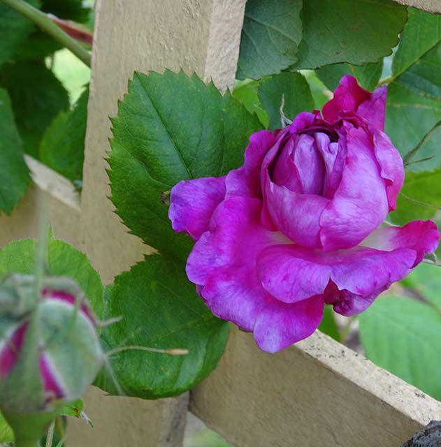 Climbing rose - name unknown...