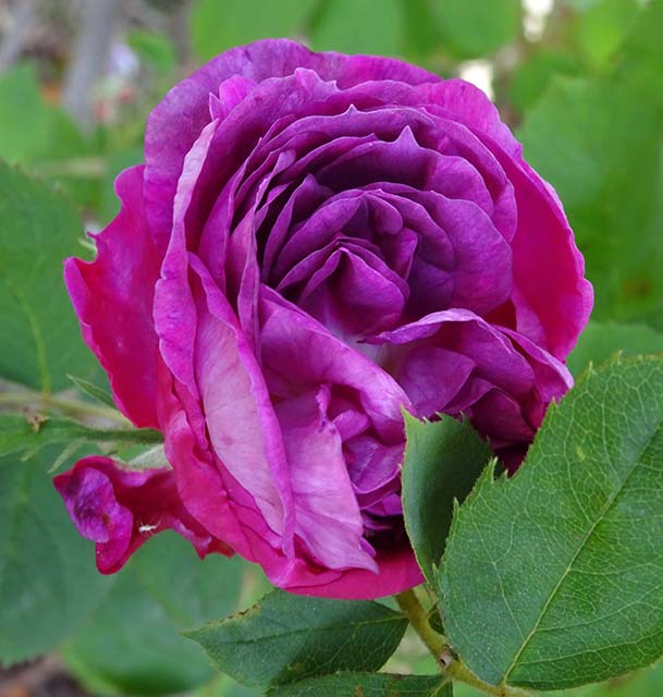 Climbing rose - name unknown...