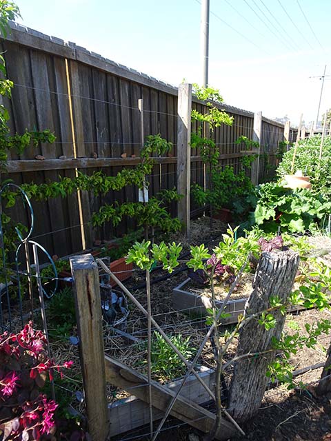 Vegie Patch - 1