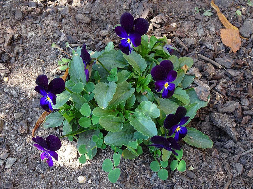 Viola - self sown...