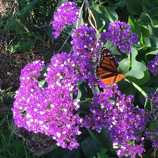 Monarch Butterfly on Statice (Limonium sinuatum)